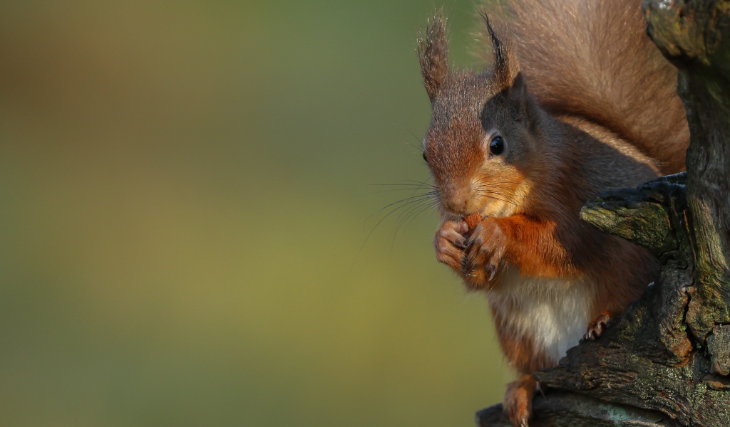 Fluffy red squirrel nibbles a nut on a tree