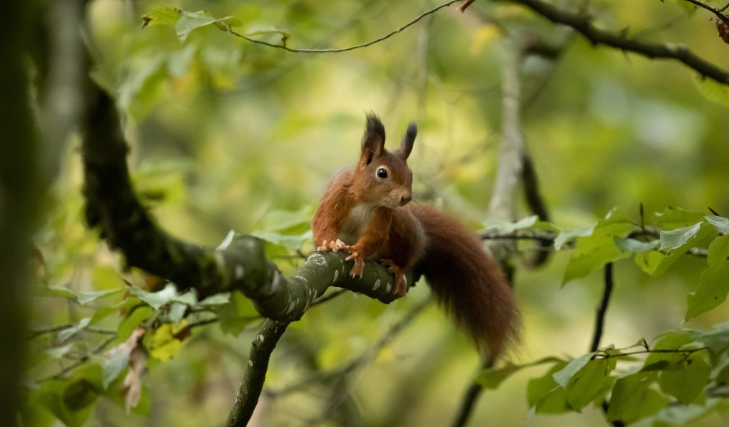 Пушистый хвост быстрой белки сидящей на дереве 