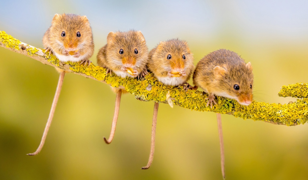 Четыре маленькие мышки сидят на ветке