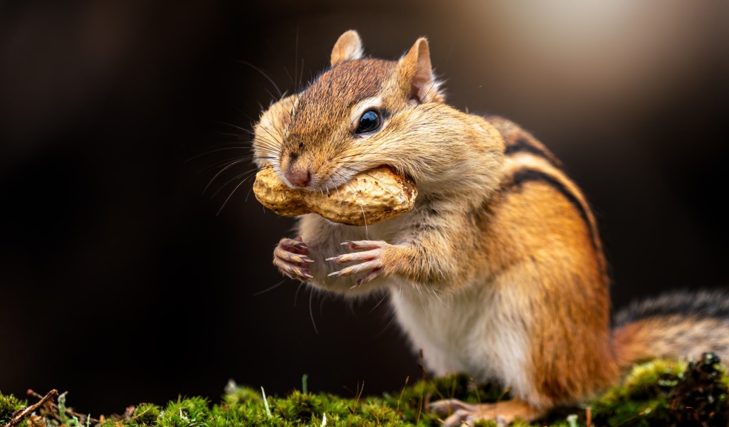 Смешной бурундук держит орех в зубах