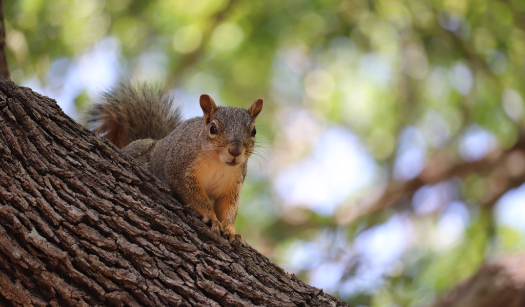 Забавная быстрая рыжая белка сидит на дереве