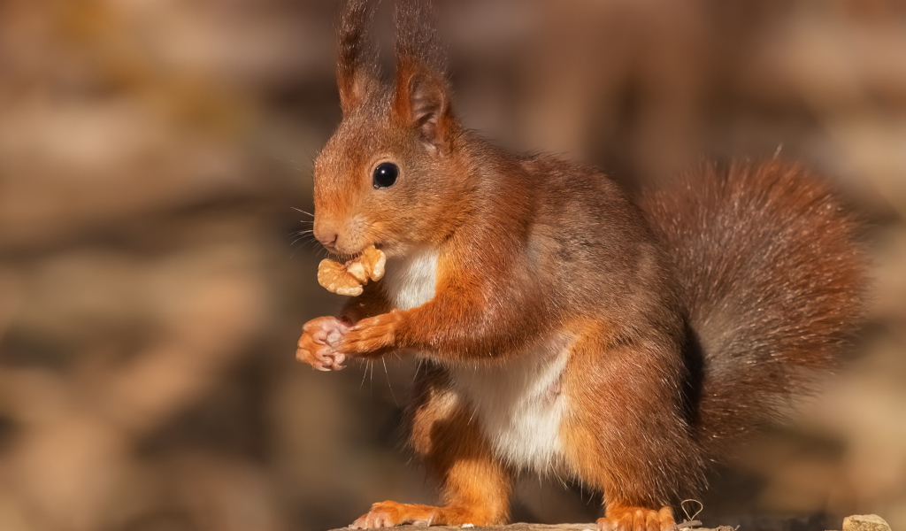 Funny red squirrel nibbles a walnut on a stump