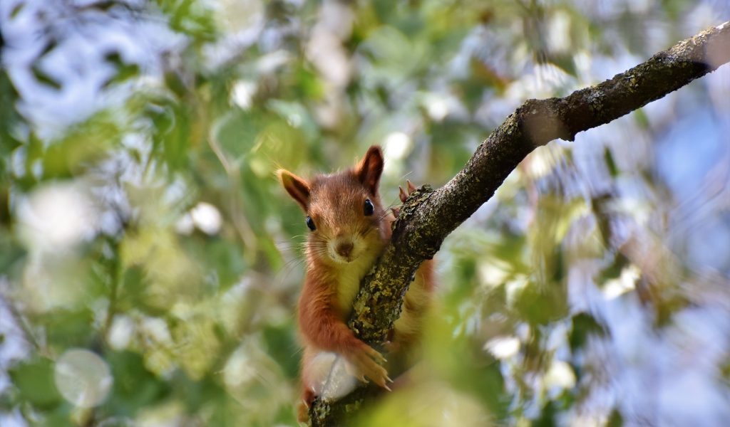 Забавная рыжая белка на ветке дерева