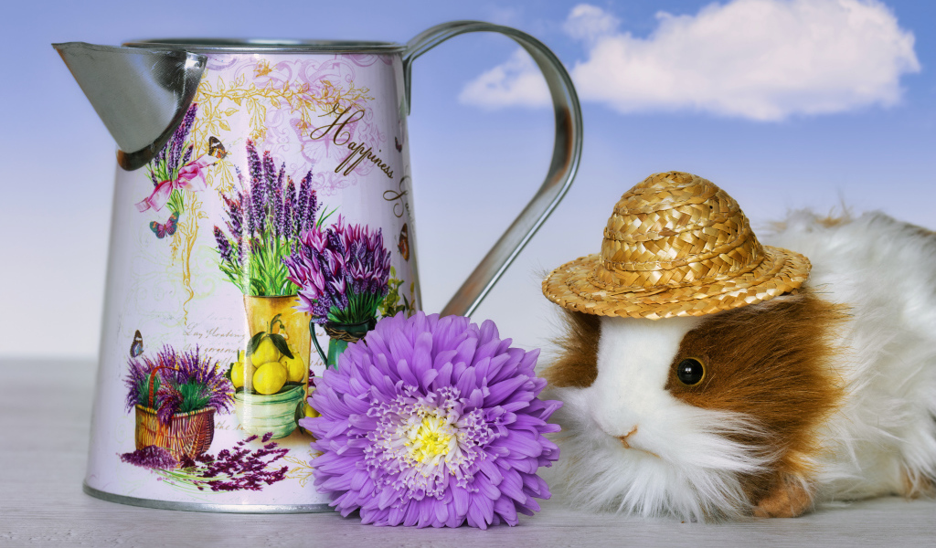 Guinea pig on a table with a watering can and a flower