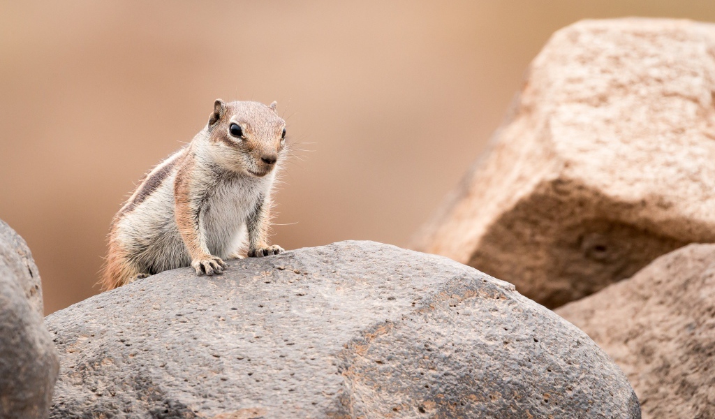 Маленький забавный бурундук сидит на камне 