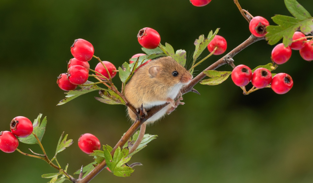 Маленький мышонок сидит на ветке с красными ягодами
