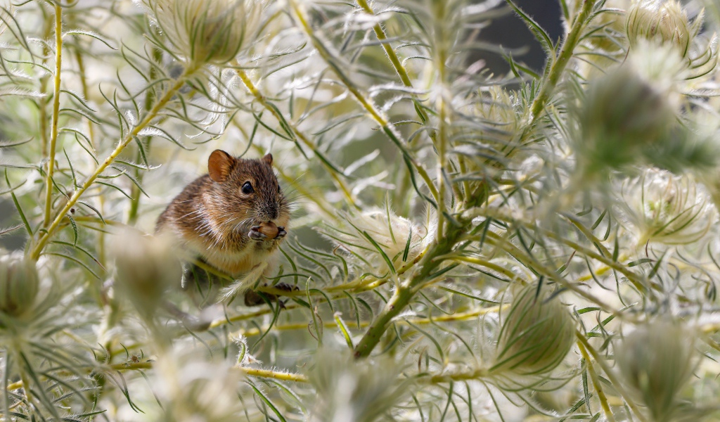 Маленькая мышка сидит на зеленой траве