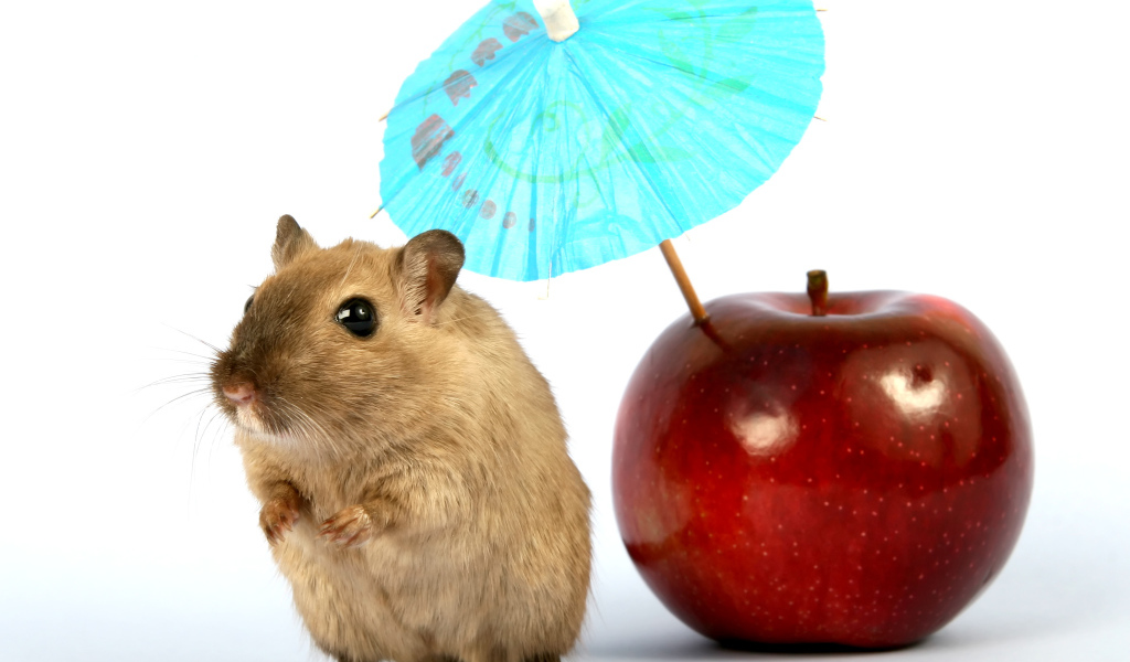Мышонок с яблоком и зонтиком на белом фоне