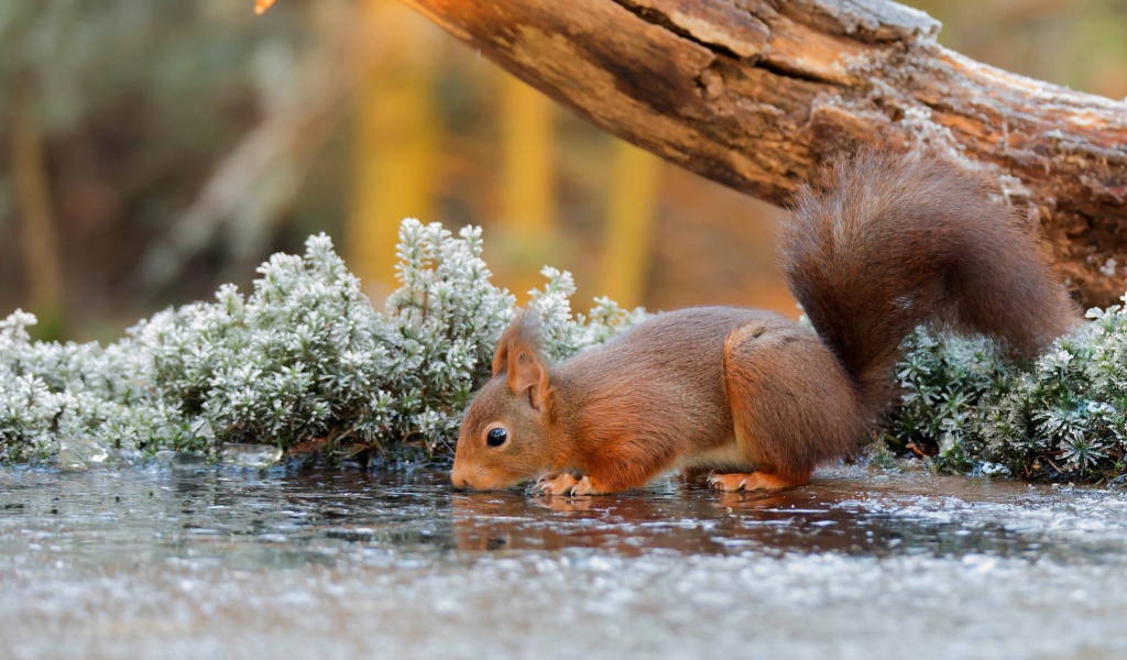 Маленькая рыжая белка пьет воду из лужи у старого дерева 