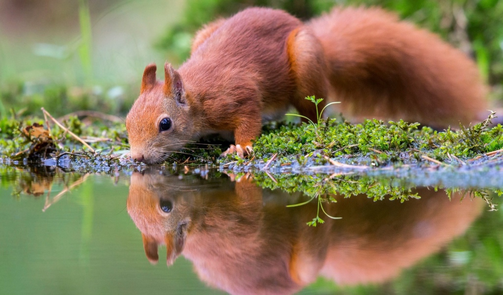 Маленькая рыжая белка пьет воду в пруду 