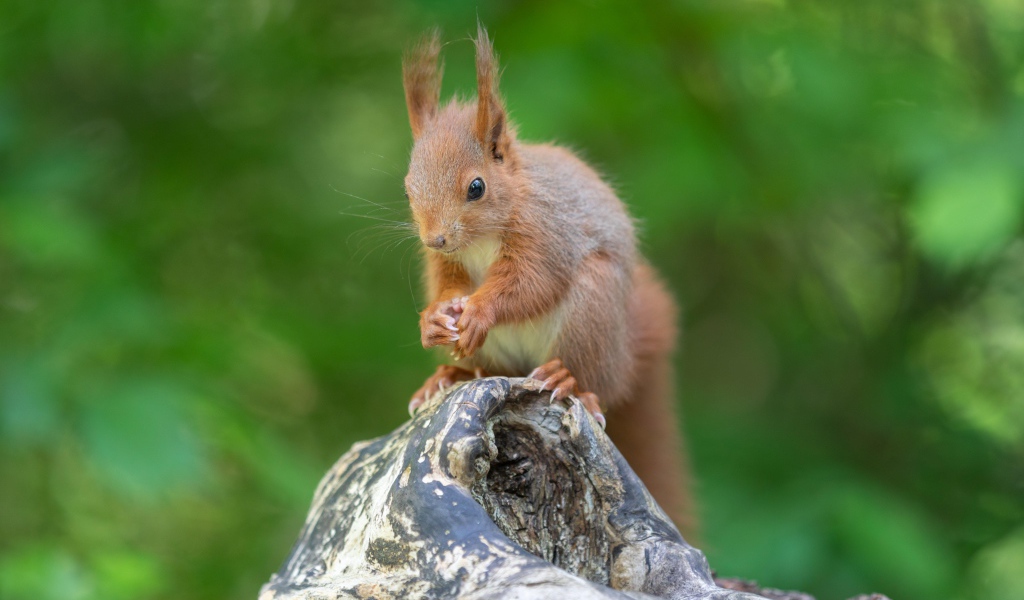 Маленькая рыжая белка грызет орех на коряге 