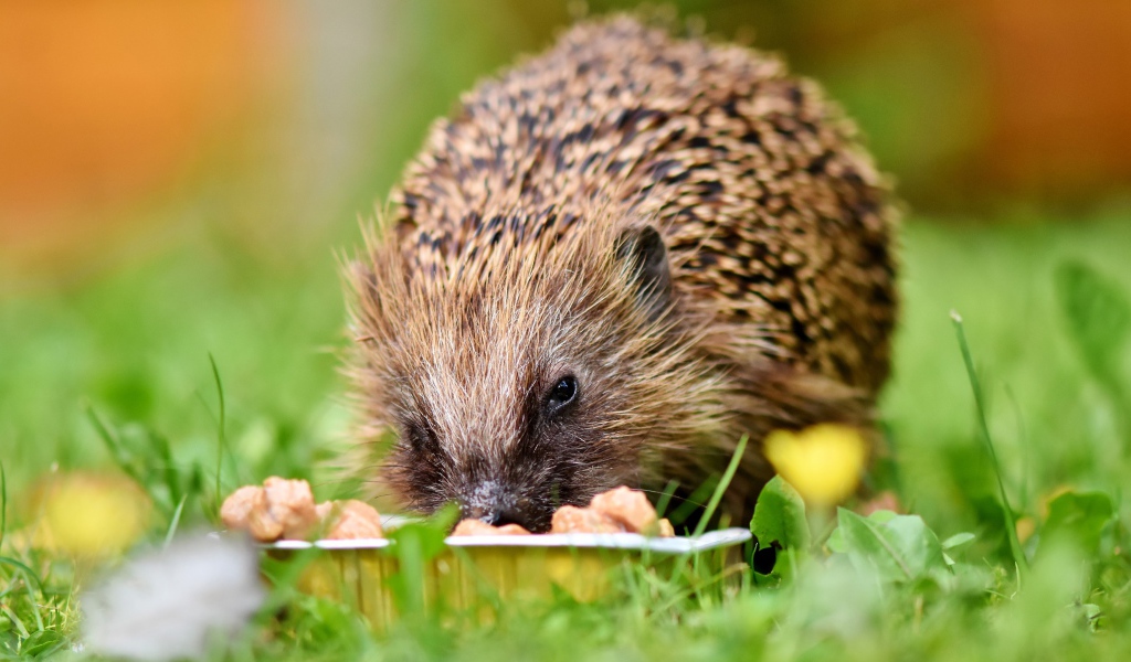 Old hedgehog eating feed on green grass