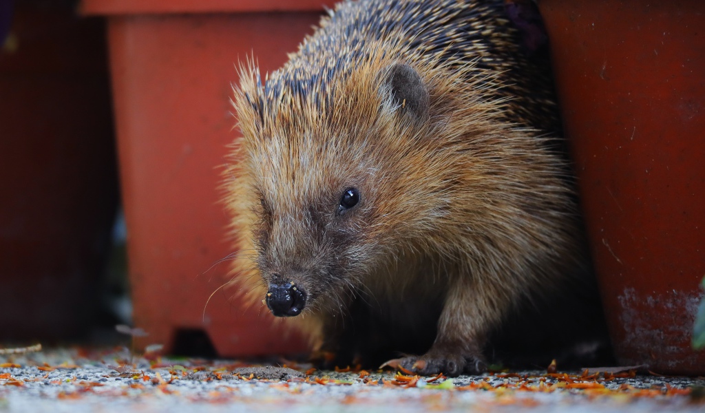 Старый колючий еж крупным планом