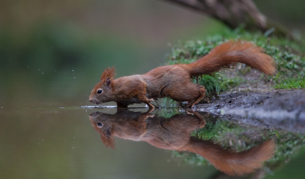 Red squirrel is reflected in calm water by the lake