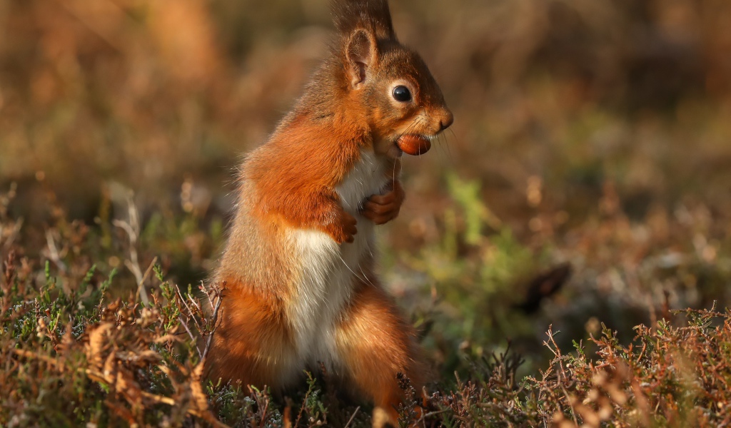 Рыжая белка стоит с орехом в зубах на траве 