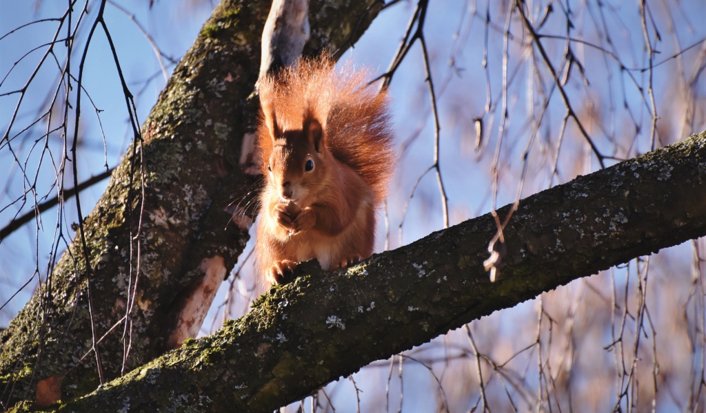 Рыжая белка с пушистым хвостом грызет орех на дереве