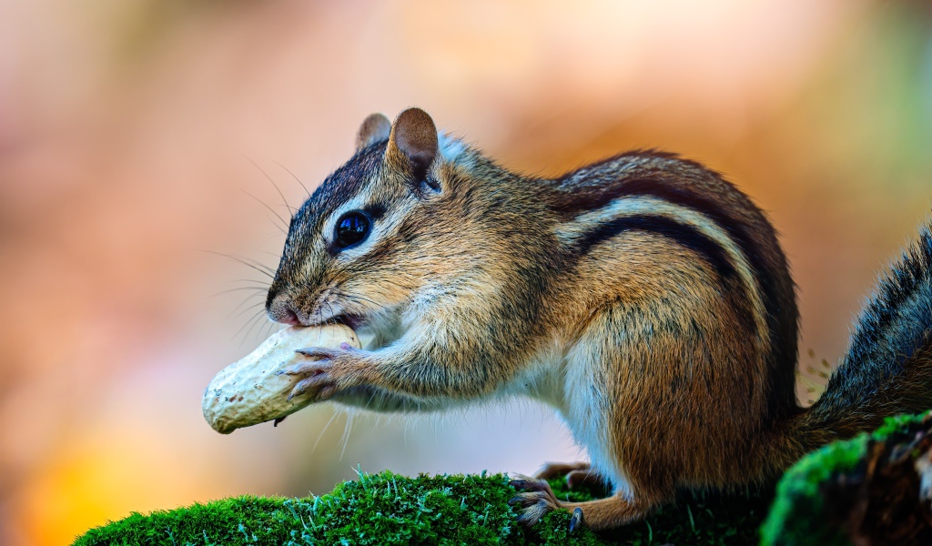 Маленький бурундук с орехом на покрытой мхом ветке