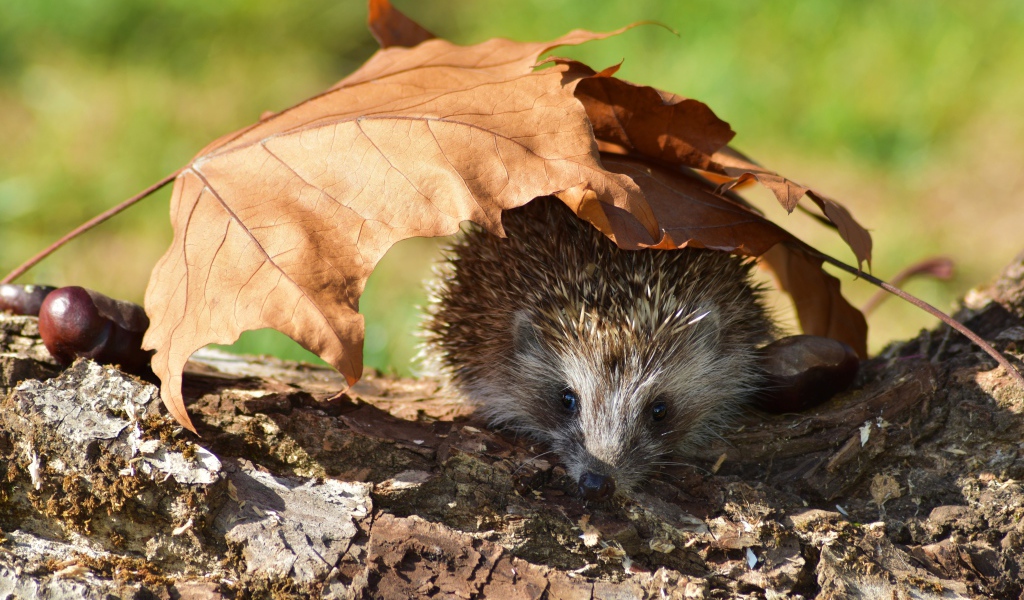 Колючий еж прячется под опавшими листьями