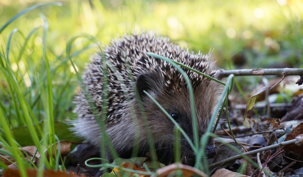 Колючий еж сидит в зеленой траве 
