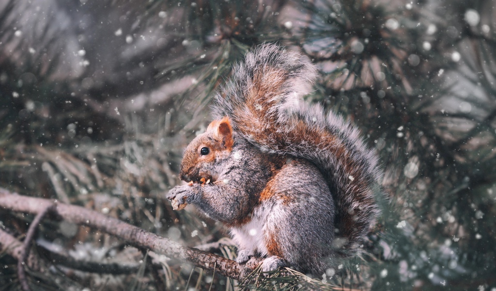 Белка грызет орех на ветке сосны зимой