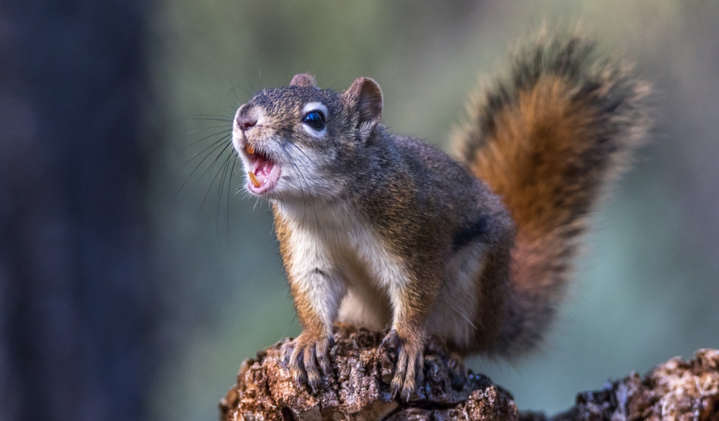 Грозная пушистая белка сидит на камне 