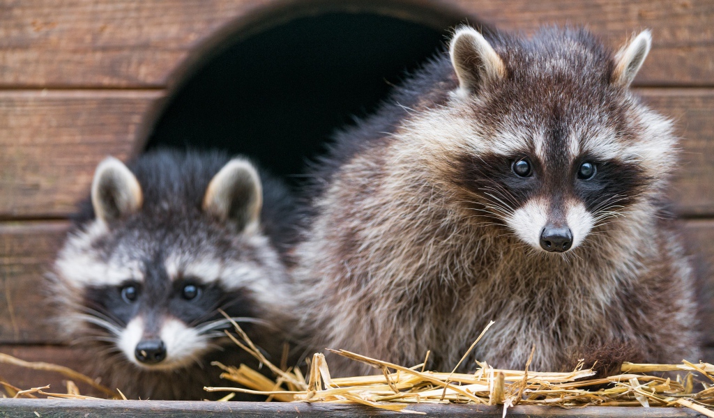 Два енота сидят на сене в домике