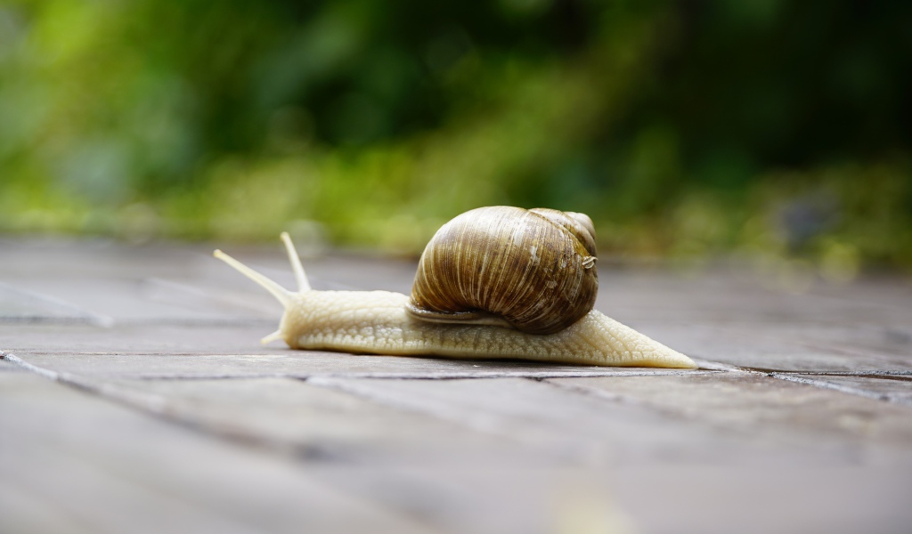 Большая улитка ползет через дорогу 