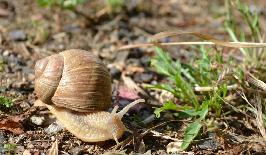 Большая улитка ползет по земле 