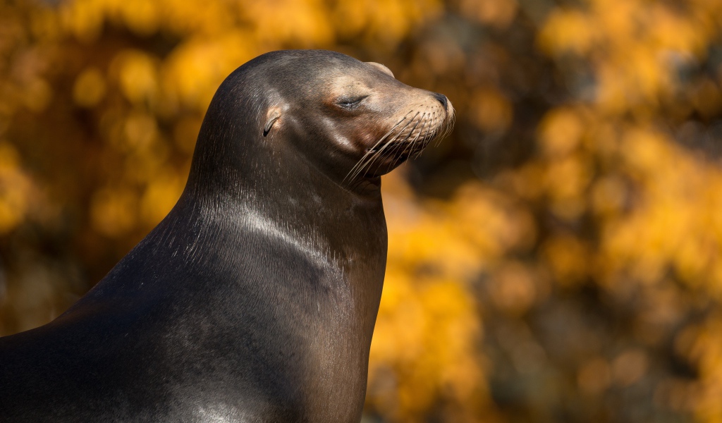 Морской котик с закрытыми глазами греется на солнце