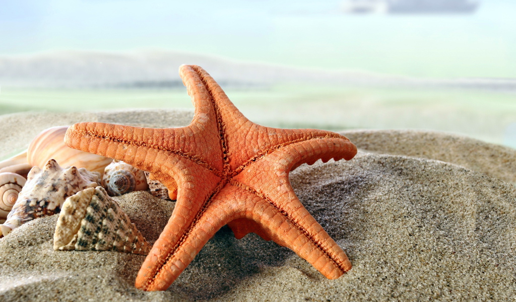 Большая морская звезда на песке с ракушками