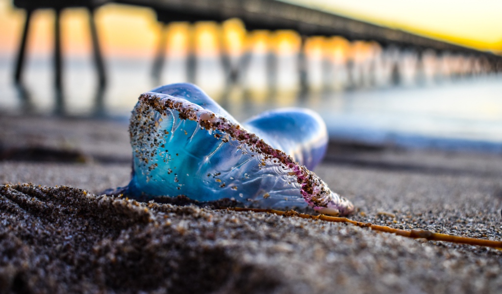 Голубая медуза лежит на песке у моря