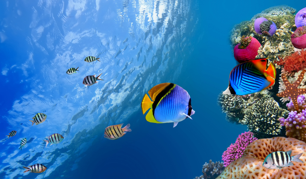 Разноцветные рыбы и кораллы под водой в океане 