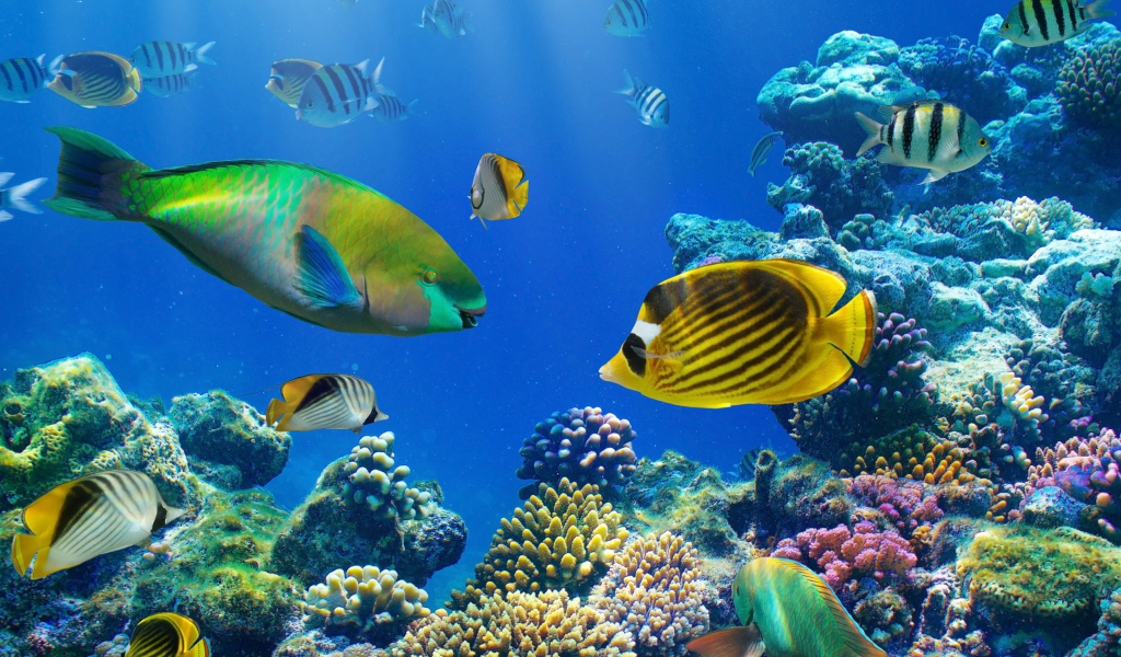 Разноцветные рыбы под водой в кораллах 