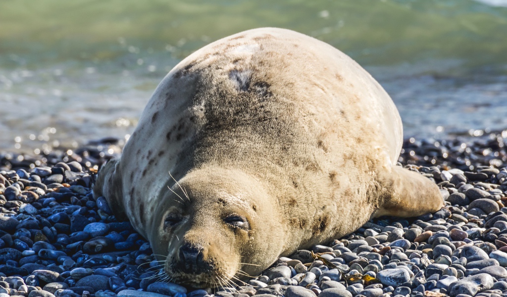 Ленивый морской котик лежит на камнях 