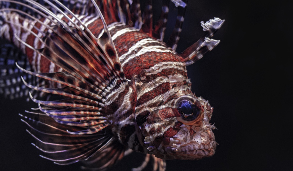 Рыба крылатка на черном фоне крупным планом 