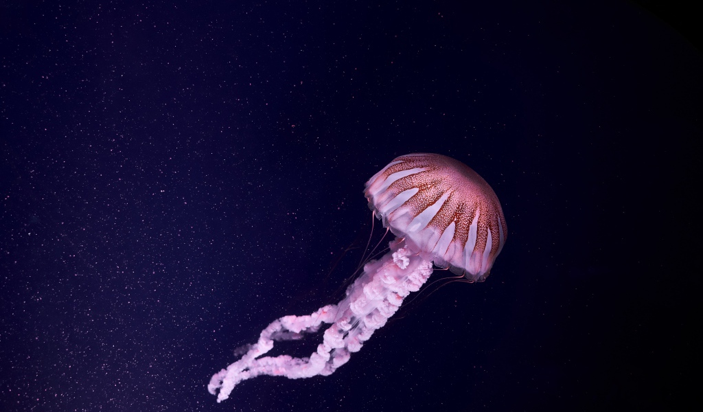 Розовая медуза в синей воде 