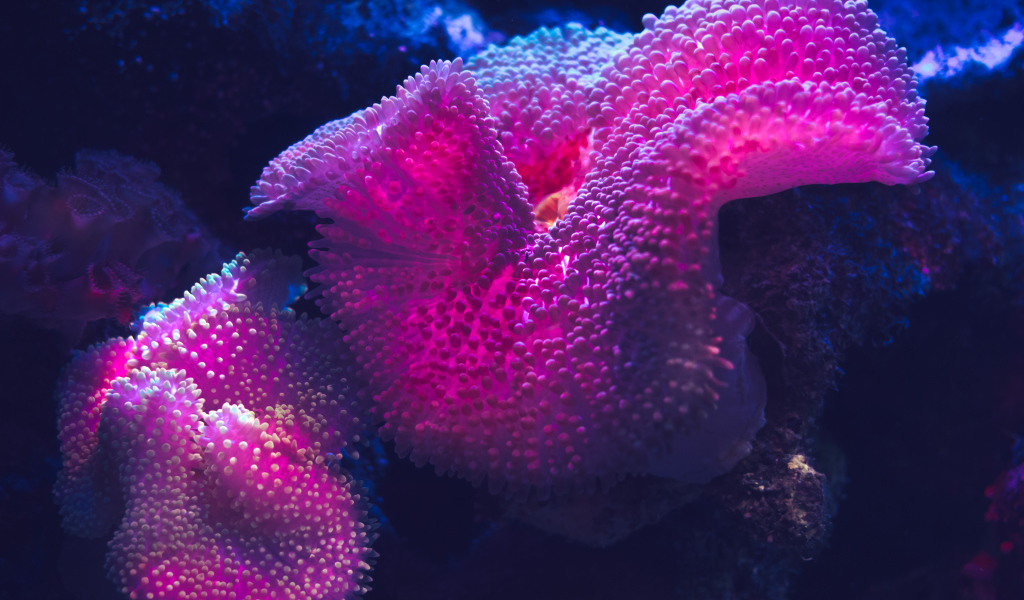 Красные кораллы в воде крупным планом