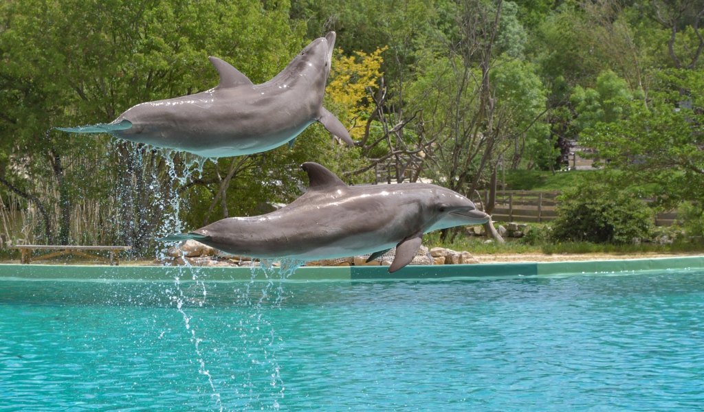 Два больших дельфина выпрыгивают из воды