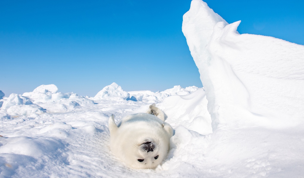 Белый детеныш тюленя лежит на снегу 