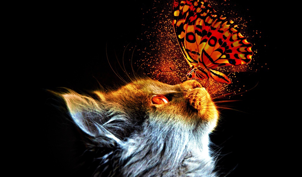 Кот с бабочкой на носу на черном фоне