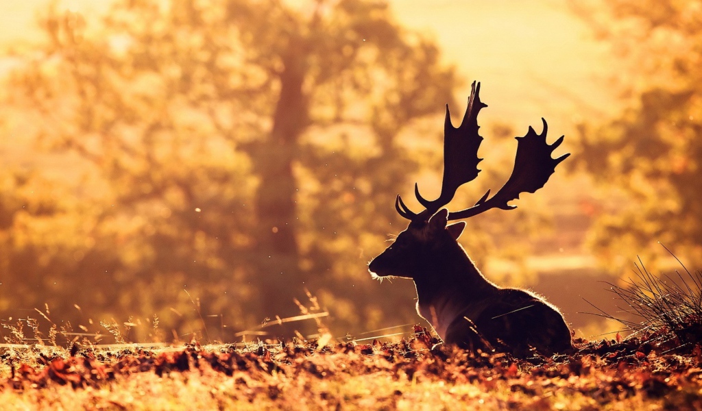Олень с большими рогами лежит на опавшей листве