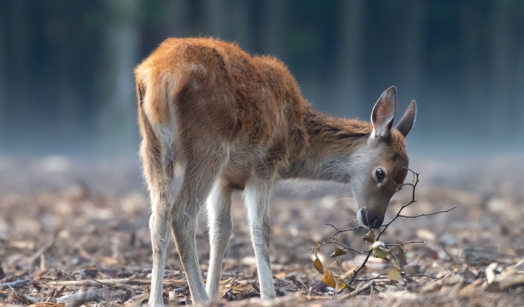 Самка оленя пасется в лесу