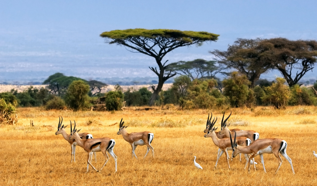 Стадо антилоп в сафари с белыми цаплями 