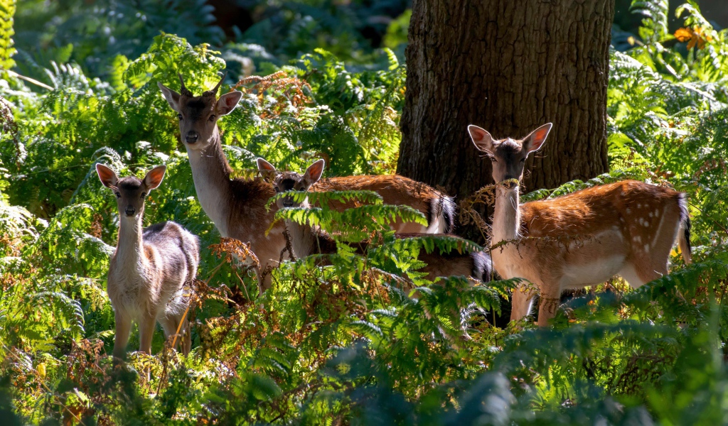 Стадо оленей у дерева в зарослях