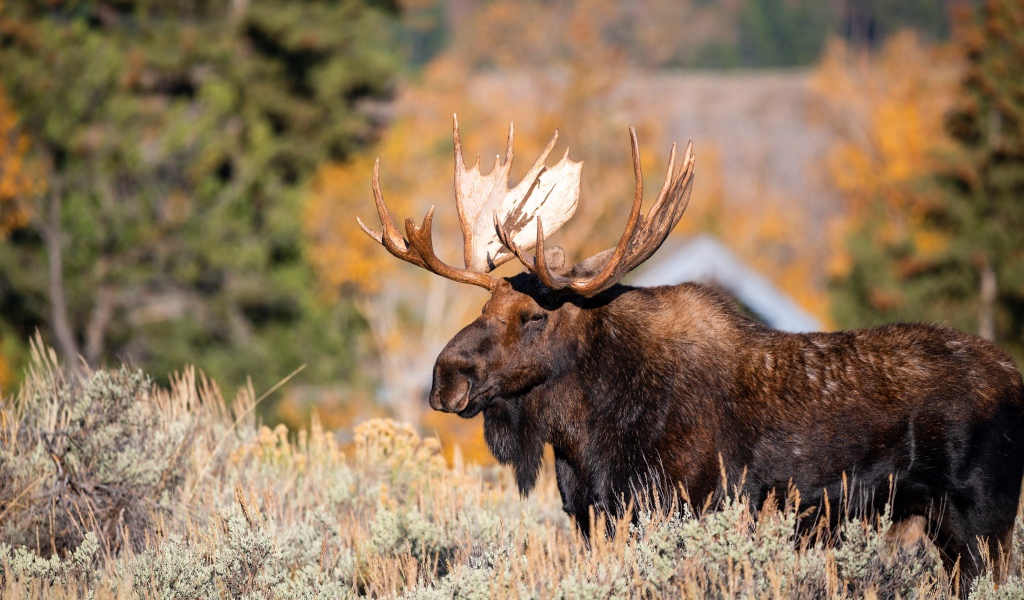Бородатый лось с большими рогами
