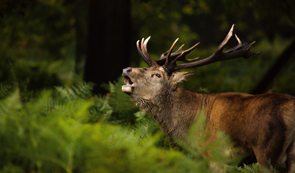 Большой олень кричит в лесу в зеленой траве
