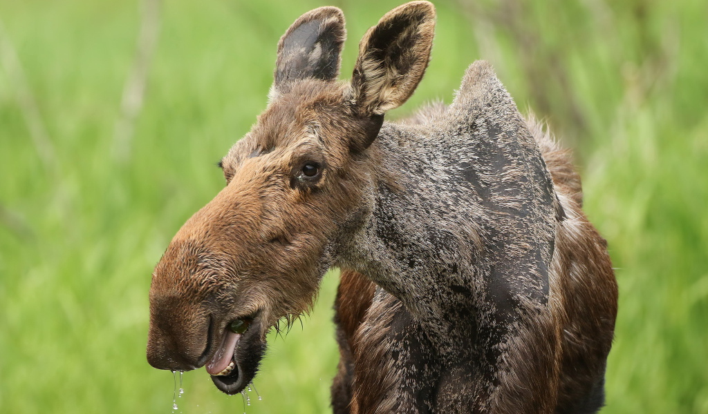 Большой лось у водопоя