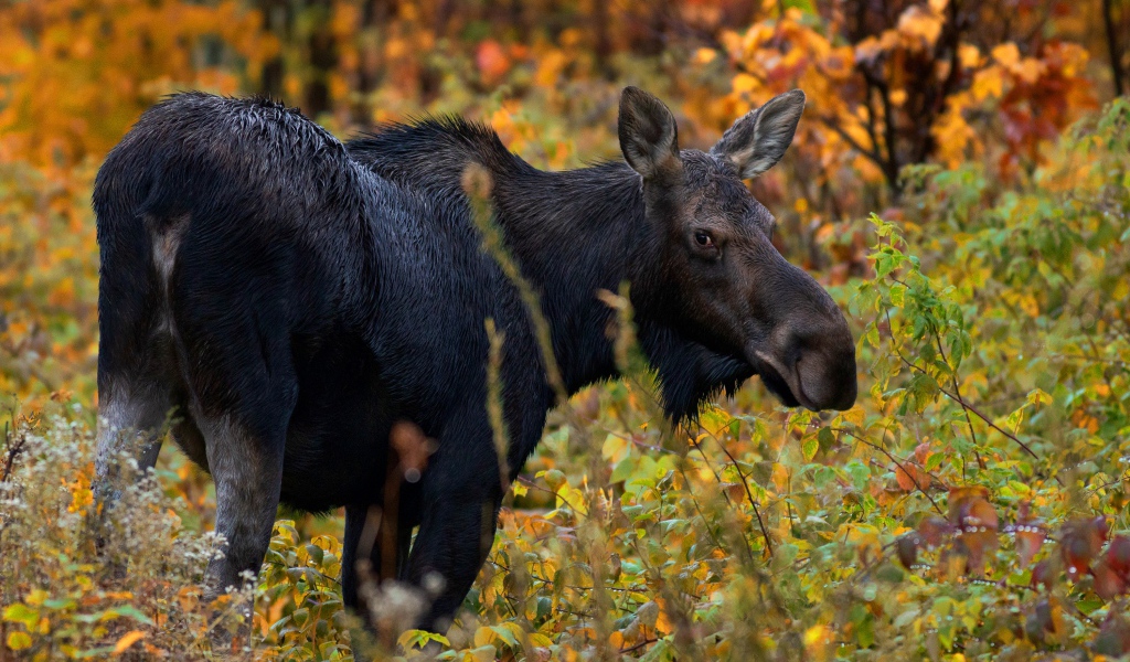 Большой лось гуляет по лесу