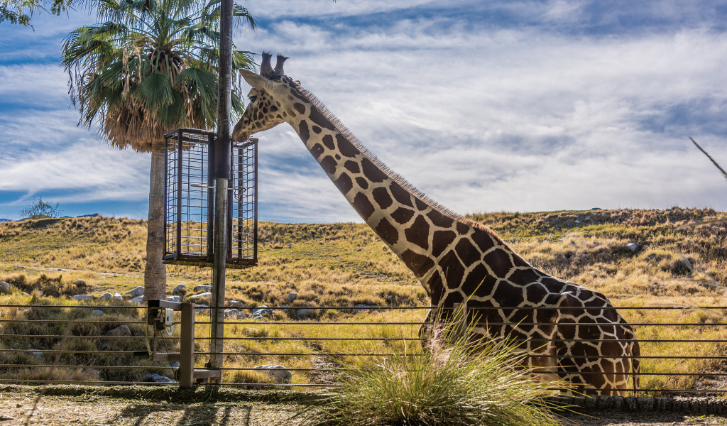 Большой жираф на фоне голубого неба 
