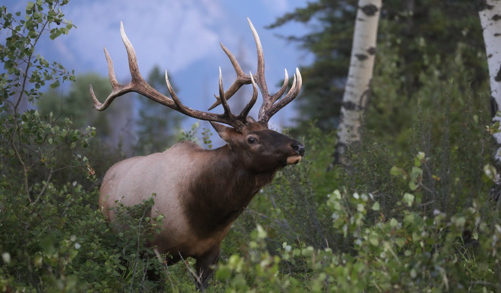 Большой рогатый олень в лесу 